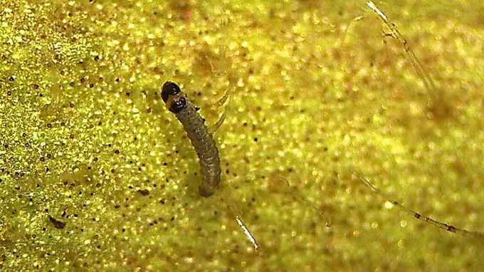 South American tomato pinworm damage on tomato